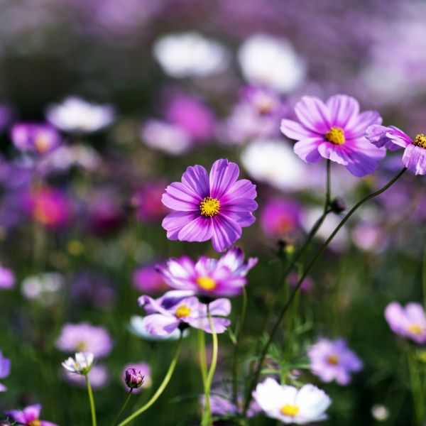 Farben für Ihren Sommer