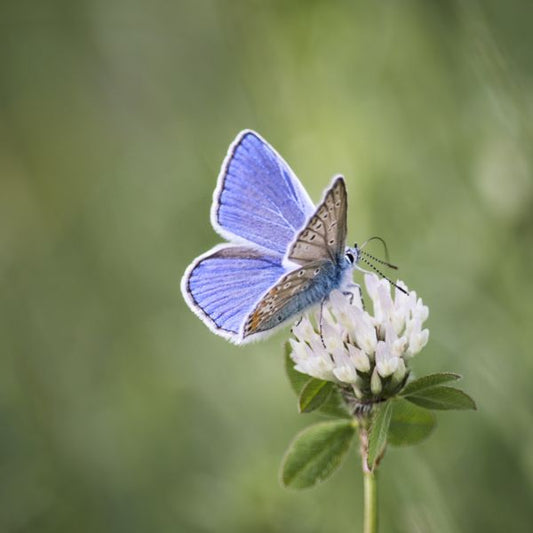 Wildblumenwiese