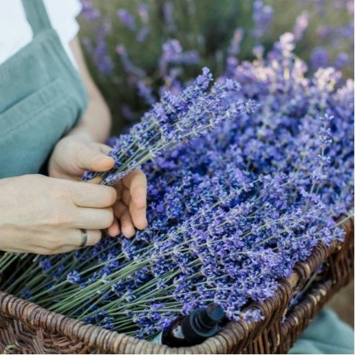 Lavendelpflege im Sommer