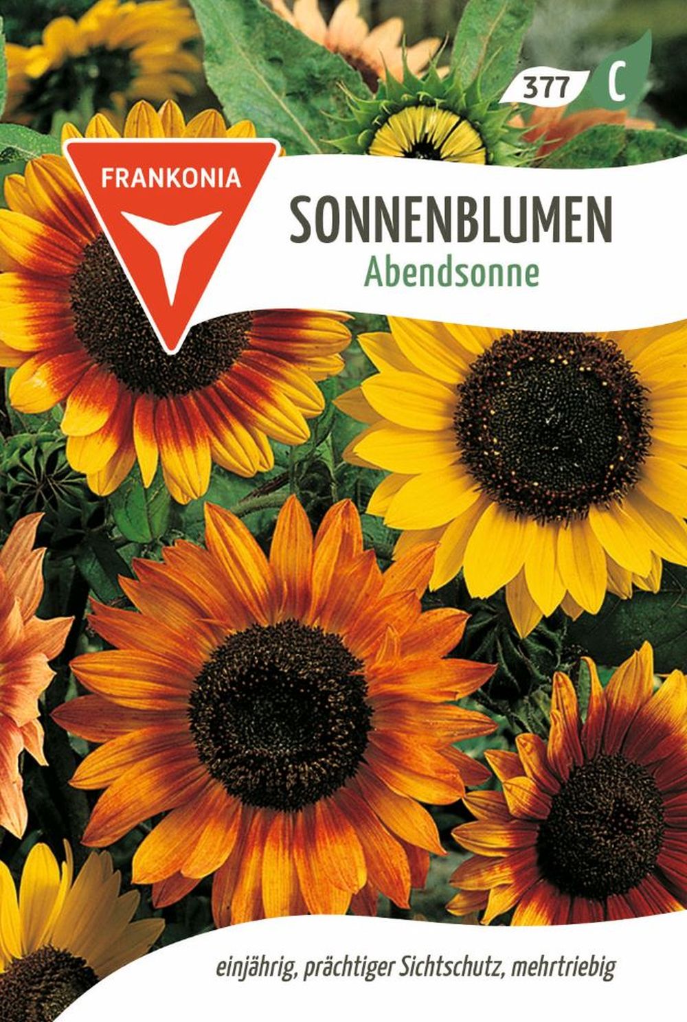 Vorderseite der Verpackung des Saatgutes Sonnenblume, Abendsonne der Firma Frankonia Samen von ihrgartenberater.de