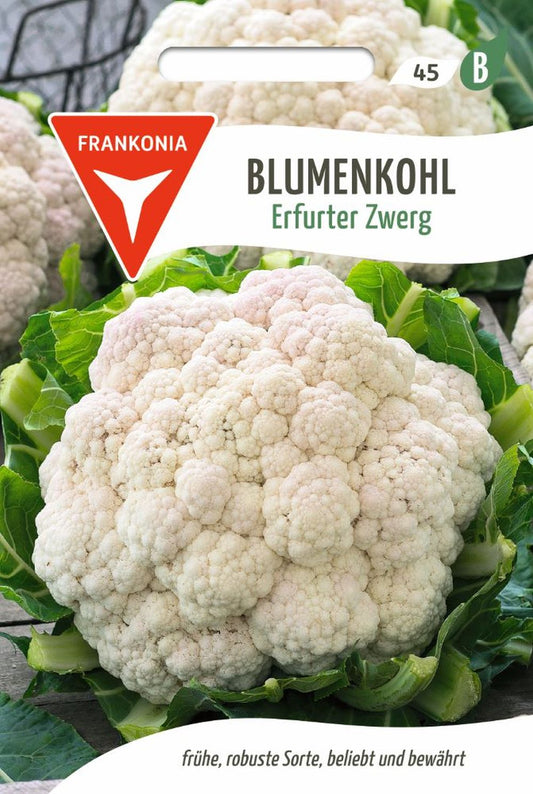 Vorderseite der Verpackung des Saatgutes Blumenkohl, Erfurter Zwerg der Firma Frankonia Samen von ihrgartenberater.de