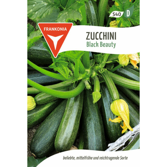 Zucchini, Black Beauty