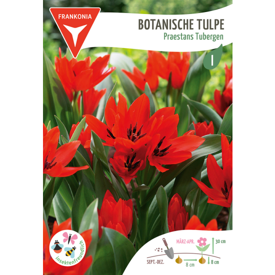 Botanische Tulpe, Praestans Tubergen