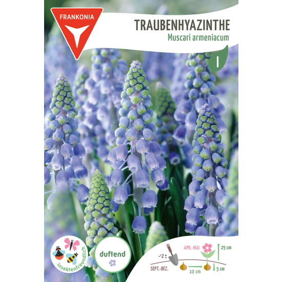 Traubenhyazinthe, Muscari Armeniacum