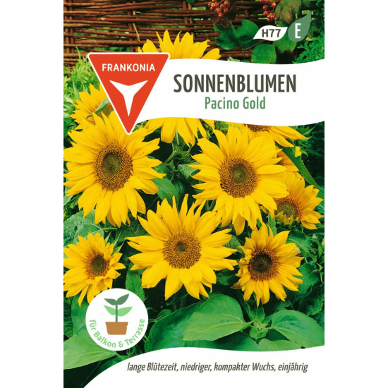 Sonnenblume, Pacino Gold