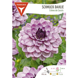 Schmuck Dahlie, Creme de Cassis