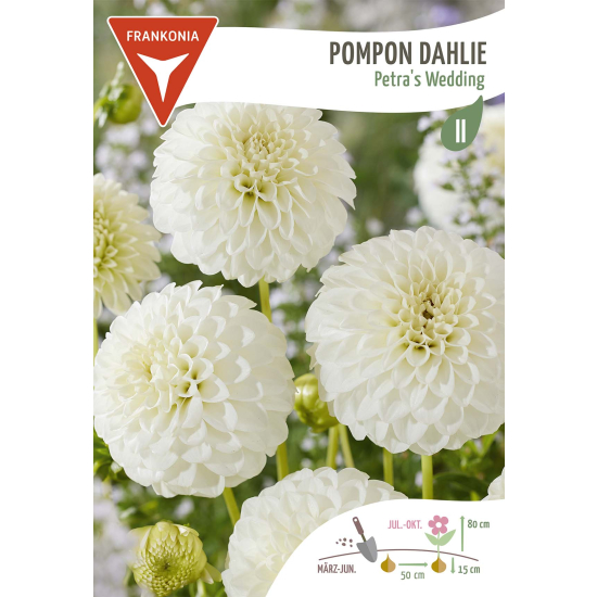 Pompon Dahlie, Petra´s Wedding