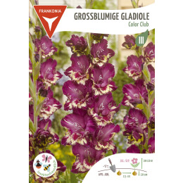 Großblumige Gladiole, Color Club