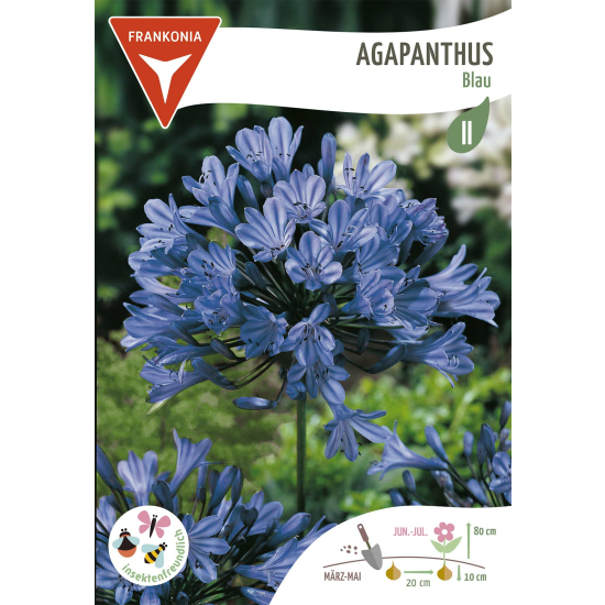 Agapanthus, blau