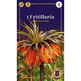 Fritillaria, imperialis Sunset