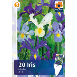 Iris, Hollandica Mischung