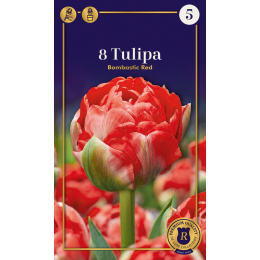 Gefüllte späte Tulpe, Bombastic Red