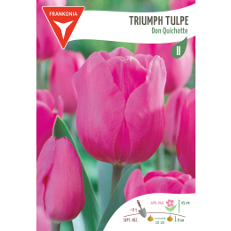 Triumph Tulpe, Don Quichotte