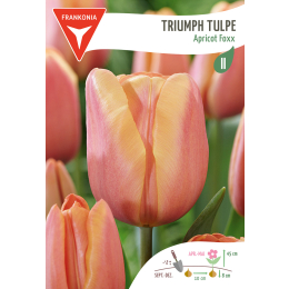 Triumph Tulpe, Apricot Foxx