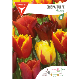 Crispa Tulpe, Mischung