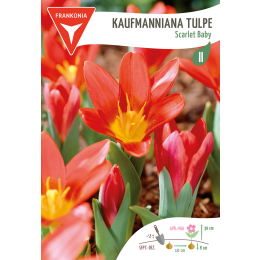 Kaufmanniana Tulpe, Scarlet Baby