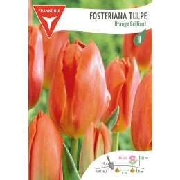 Fosteriana Tulpe, Orange Brillant