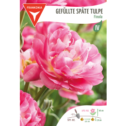 Gefüllte späte Tulpe, Finola