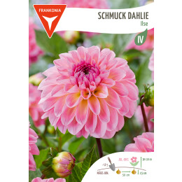 Schmuck Dahlie, Ilse