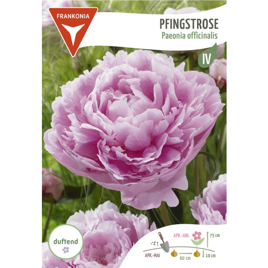 Pfingstrose, Paeonia officinalis